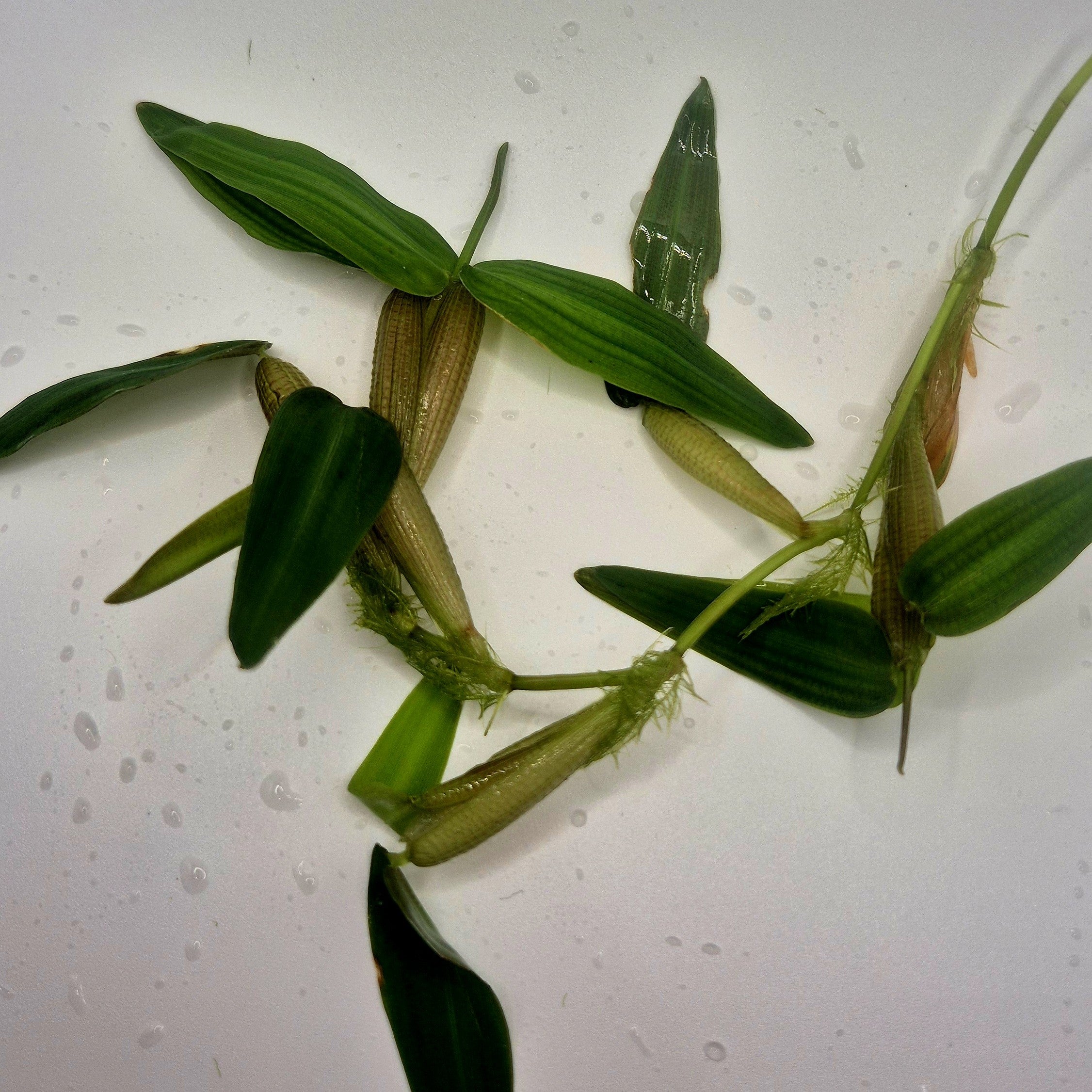 Hygroryza aristata – 8oz Container (Indian Water Grass)