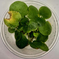 Amazon Frogbit – 8oz Container (Limnobium laevigatum)