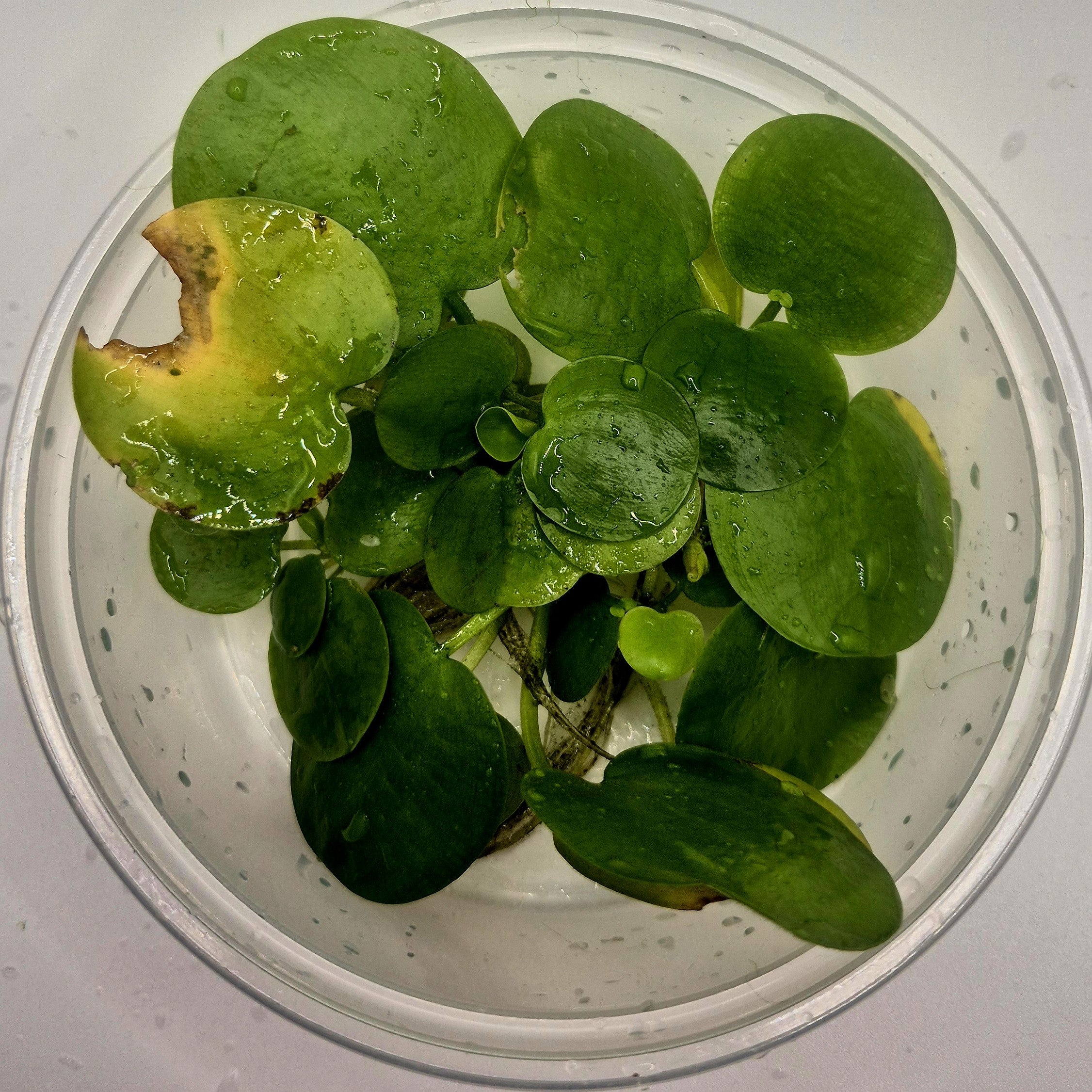 Amazon Frogbit – 8oz Container (Limnobium laevigatum)