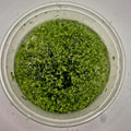 Duckweed – 8oz Container (Lemna minor)