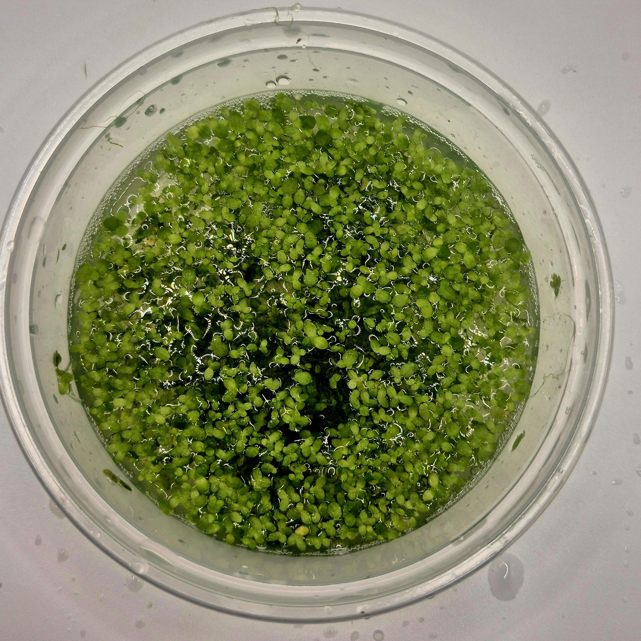 Duckweed – 8oz Container (Lemna minor)