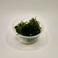 Christmas Moss – 2oz Container (Vesicularia montagnei)