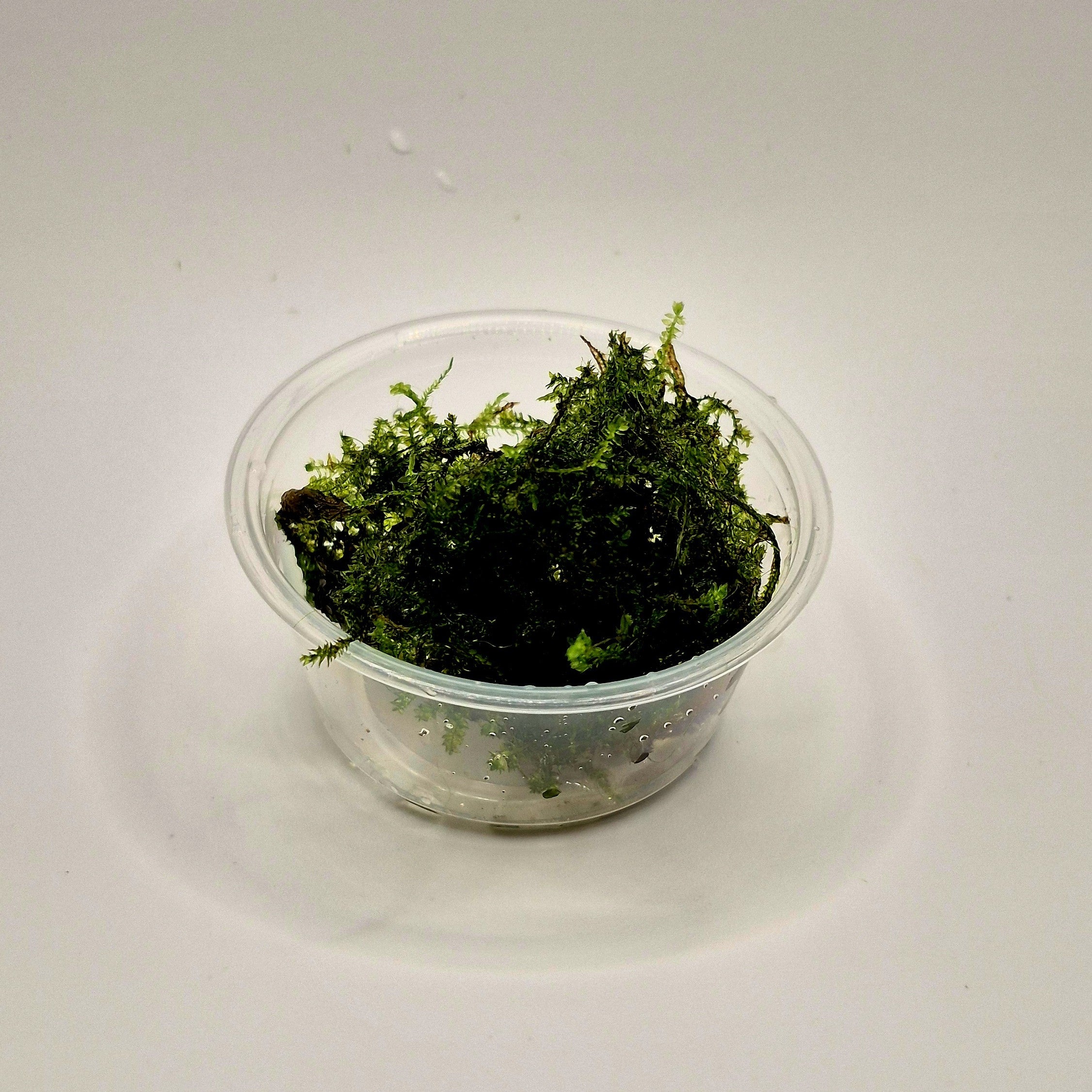 Christmas Moss – 2oz Container (Vesicularia montagnei)