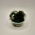 Flame Moss – 2oz Container (Taxiphyllum sp. Flame)