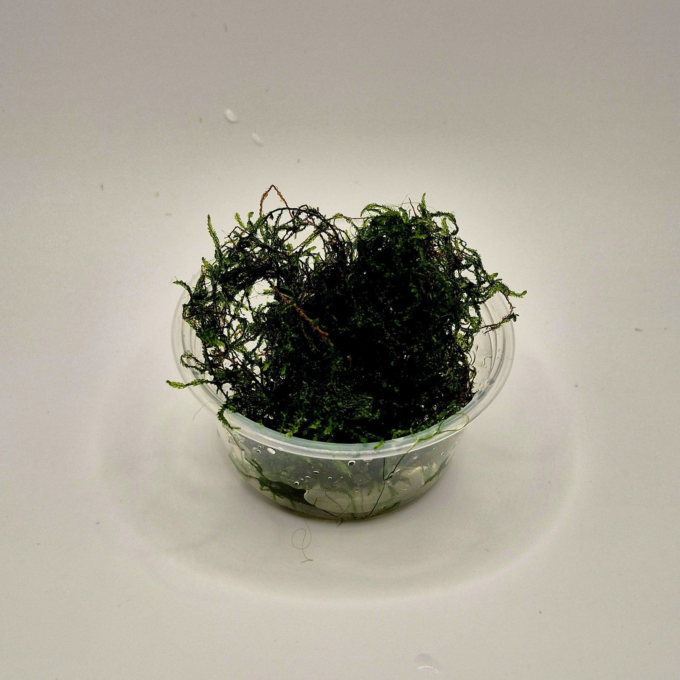 Flame Moss – 2oz Container (Taxiphyllum sp. Flame)