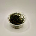 Java Moss – 2oz Container (Taxiphyllum barbieri)