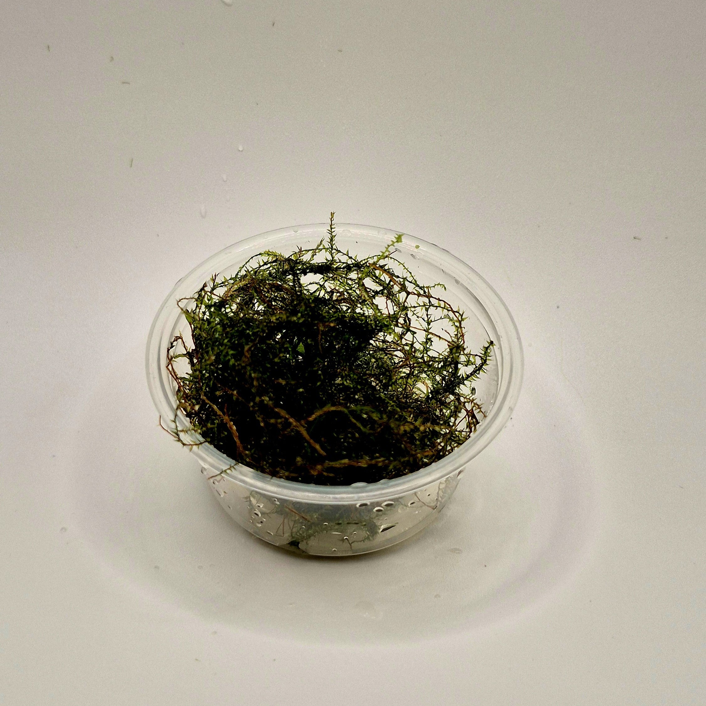 Java Moss – 2oz Container (Taxiphyllum barbieri)