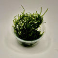 Spiky Moss – 2oz Container (Taxiphyllum sp. Spiky)