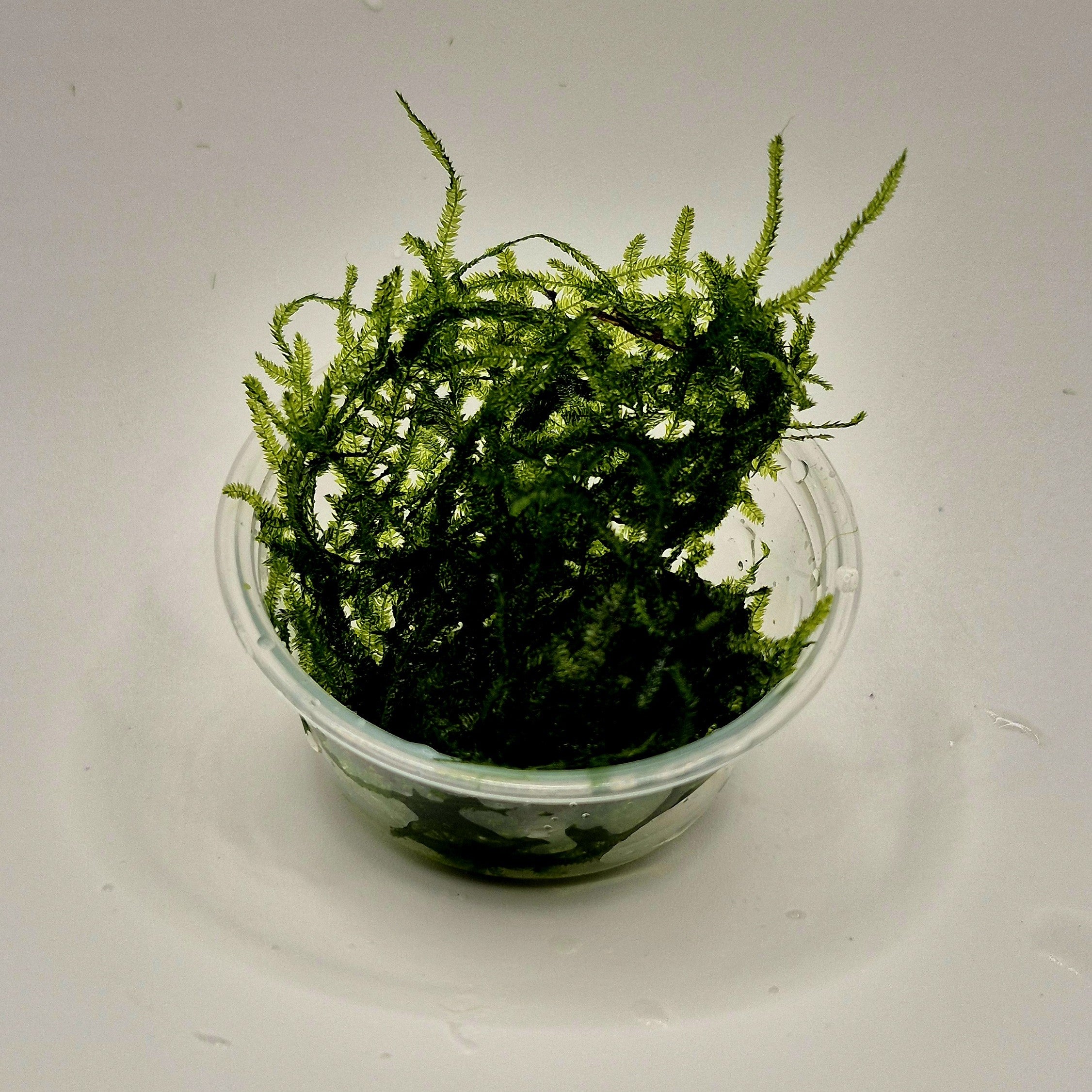 Spiky Moss – 2oz Container (Taxiphyllum sp. Spiky)