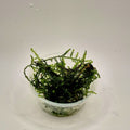 Weeping Moss – 2oz Container (Vesicularia ferriei)