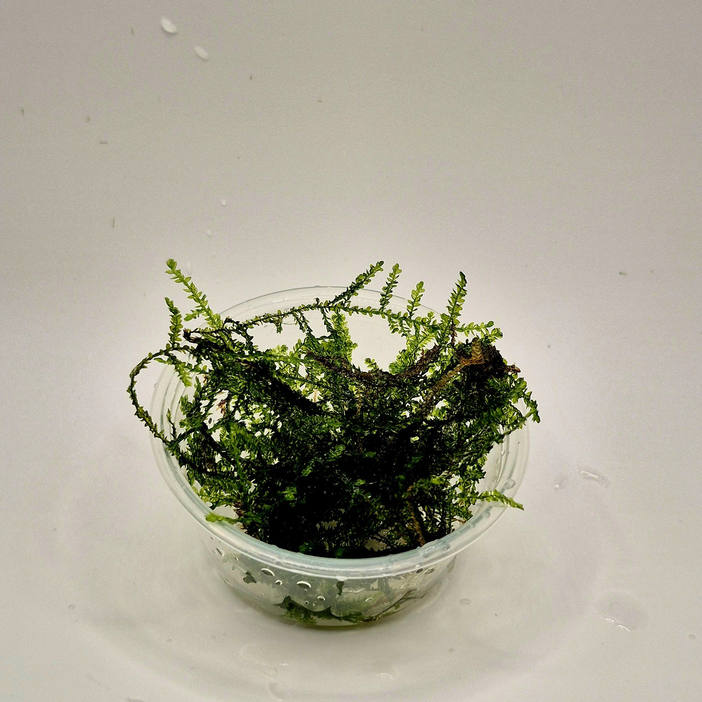 Weeping Moss – 2oz Container (Vesicularia ferriei)