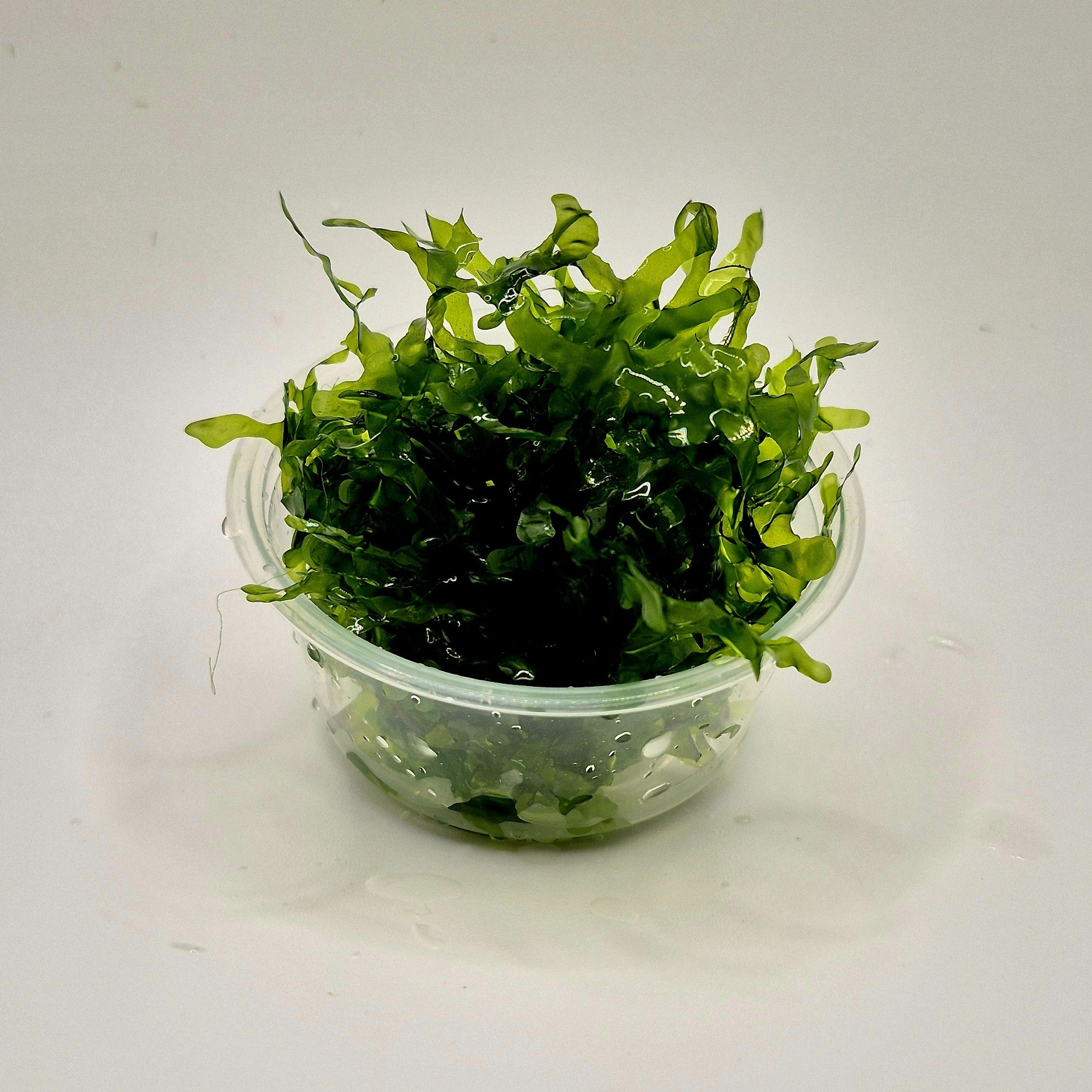 Süsswassertang – 2oz Container (Lomariopsis lineata)