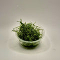 Riccia – 2oz Container (Riccia fluitans)