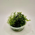 Mixed Mosses – 2oz Container (Assorted Varieties)