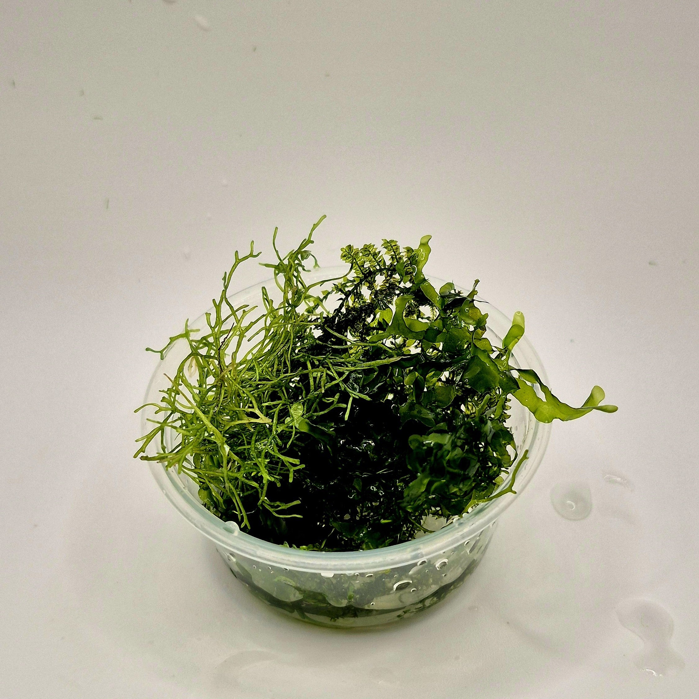 Mixed Mosses – 2oz Container (Assorted Varieties)
