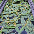 Hygroryza aristata – 8oz Container (Indian Water Grass)