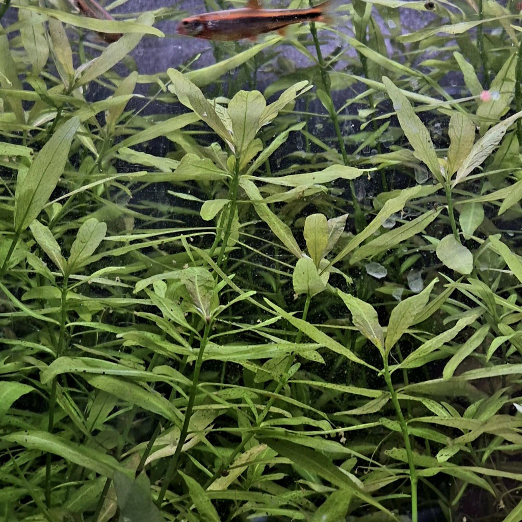 Hygrophila Polysperma – 5 Stems