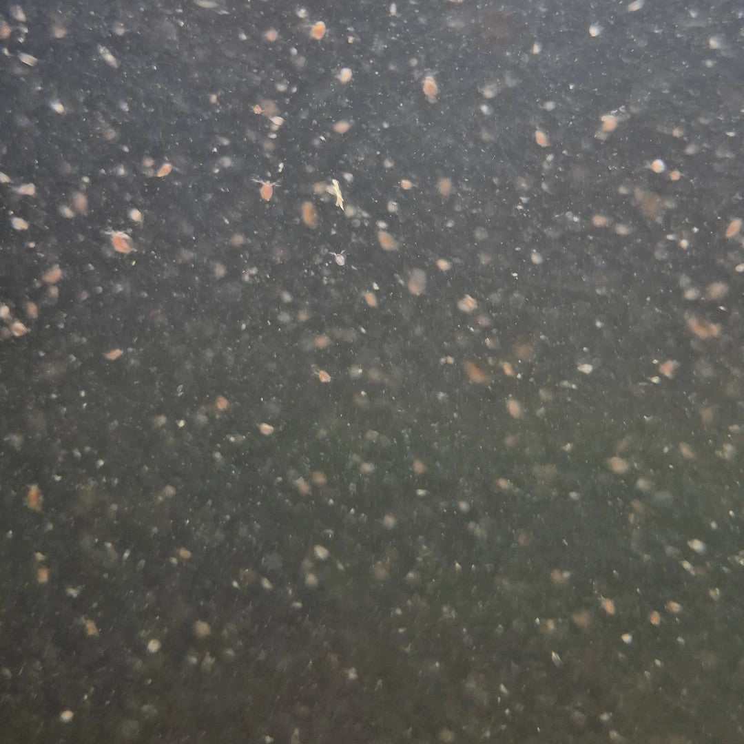 Daphnia Culture – Live Food