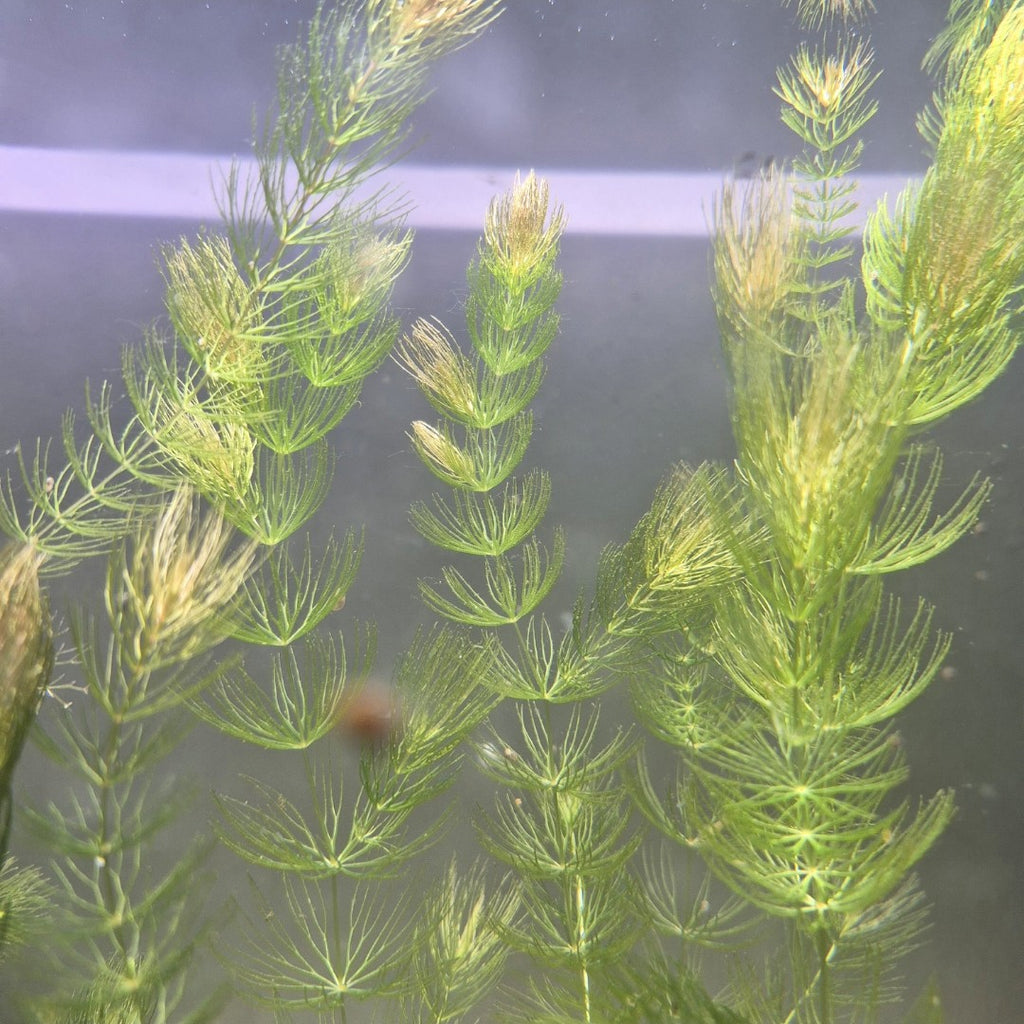 Hornwort – 5 Stems (Ceratophyllum demersum)