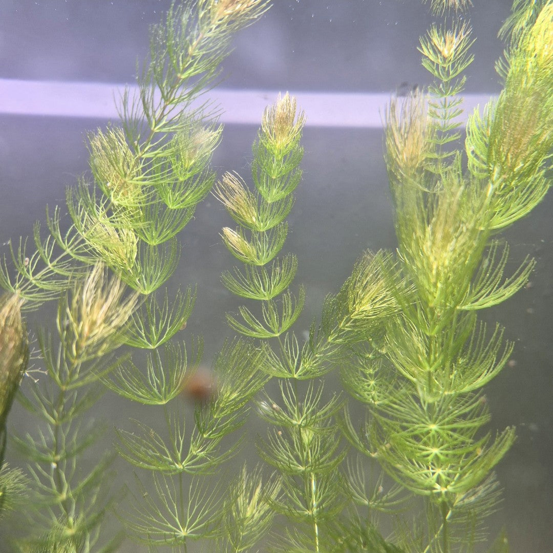 Hornwort – 5 Stems (Ceratophyllum demersum)