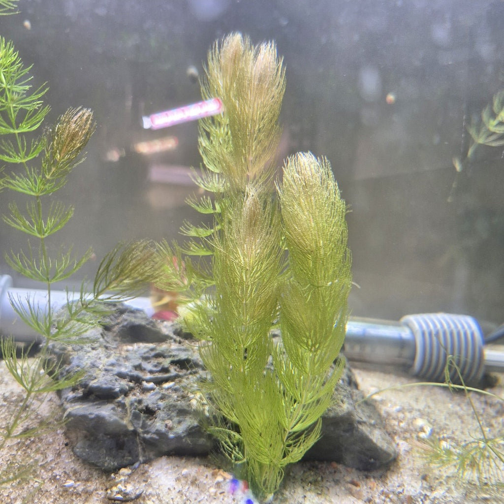 Hornwort – 5 Stems (Ceratophyllum demersum)